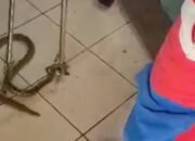 Ular Mencuat di Ruang Tamu, Warga Jaktim Kaget saat Nonton TV!