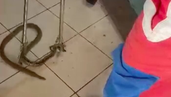 Ular Mencuat di Ruang Tamu, Warga Jaktim Kaget saat Nonton TV!