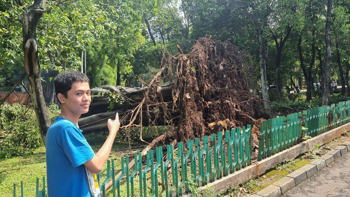 Cuaca Ekstrem di Dharmawangsa, Pohon Tumbang dengan Akar Tercabut!