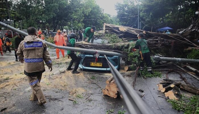 Pohon Tumbang Timpa Kendaraan, DKI Percepat Pemangkasan di 5 Wilayah untuk Lindungi Warga