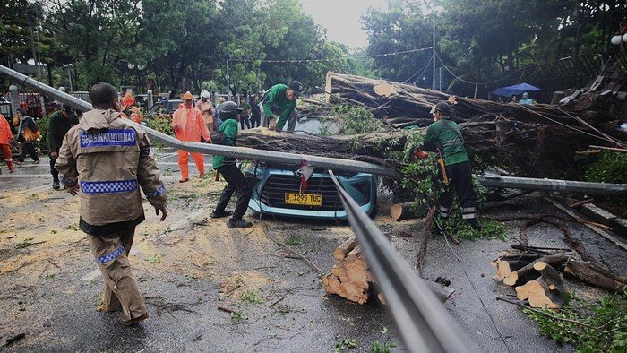 Pohon Tumbang Timpa Kendaraan, DKI Percepat Pemangkasan di 5 Wilayah untuk Lindungi Warga
