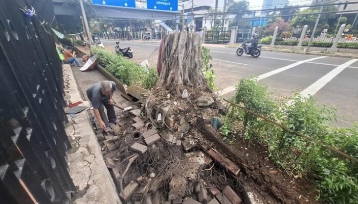 Saksi Ungkap: Pohon di Depan Kemenkeu Sudah Goyang Sehari Sebelum Tumbang!