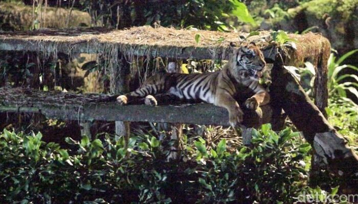 TMR Ragunan Menolak Fitnah Harimau Kurus, Klaim Isu Terorganisir