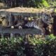 TMR Ragunan Menolak Fitnah Harimau Kurus, Klaim Isu Terorganisir