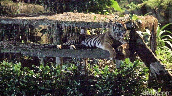 TMR Ragunan Menolak Fitnah Harimau Kurus, Klaim Isu Terorganisir