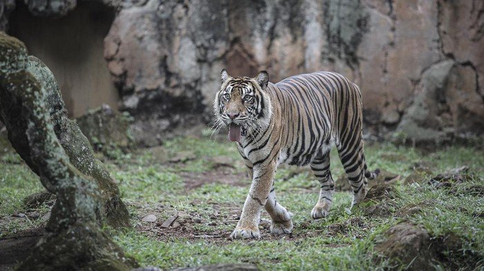 Ragunan Tegaskan Kondisi Harimau Normal, Ungkit Pernah Diserang Isu Beruang Kurus - Update 3