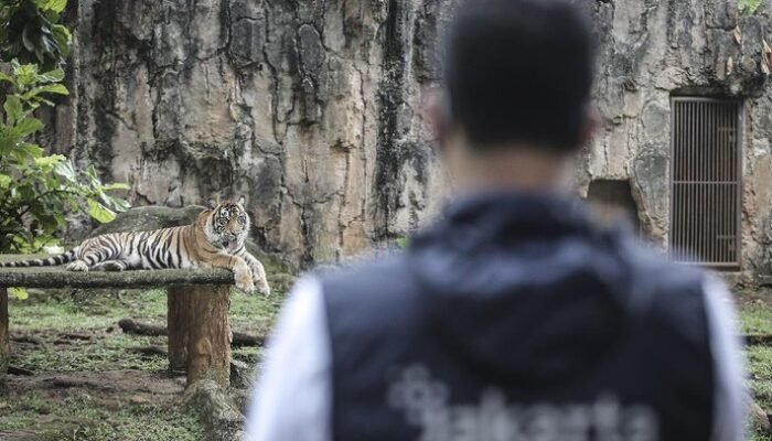 Pakan Harimau Dibawa Pulang: Tragedi Ragunan dan Pertanyaan atas Kemanusiaan