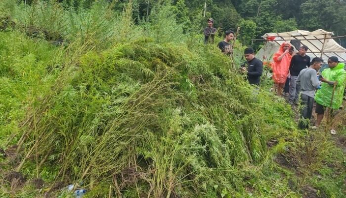 Penampakan Ladang Ganja 51,75 Hektare di Aceh yang Dibongkar Bareskrim – Update 3