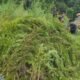 Penampakan Ladang Ganja 51,75 Hektare di Aceh yang Dibongkar Bareskrim – Update 3