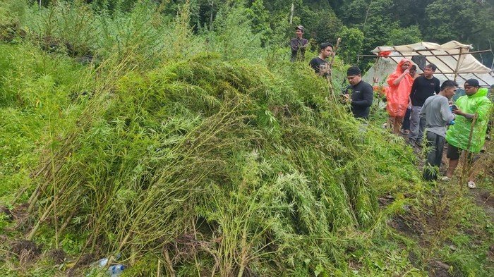 Penampakan Ladang Ganja 51,75 Hektare di Aceh yang Dibongkar Bareskrim - Update 3