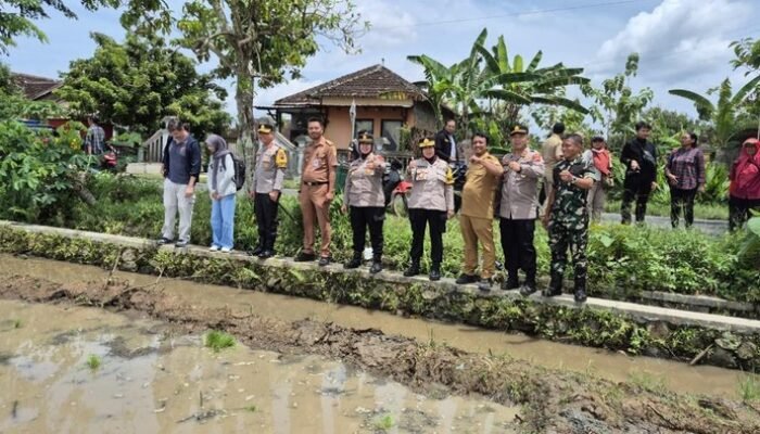 Dukung Program Pemerintah, Polda Jateng Kembangkan Padi Japonica Tarabas – Update 2