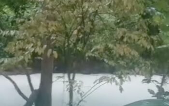 Buntut Panjang Kebakaran Pabrik Pestisida di Tangsel: Petaka Kesehatan Masyarakat Akibat Bencana yang Tidak Terduga