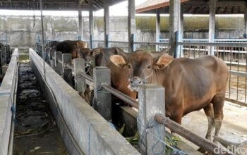 Prabowo Salurkan Rp 72 Miliar, Sapi Meugang Jadi Solusi bagi Korban Bencana