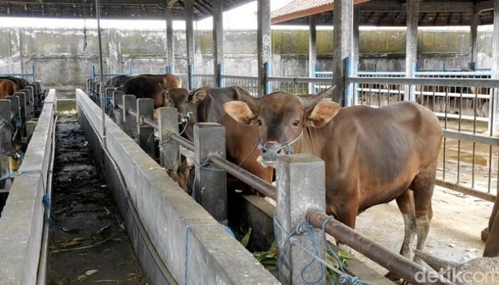 Prabowo Salurkan Rp 72 Miliar, Sapi Meugang Jadi Solusi bagi Korban Bencana