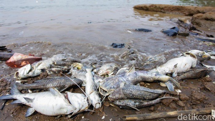 Pestisida Cemari Cisadane, PKB Minta KLH Awasi Ketat Industri Kimia - Update 2