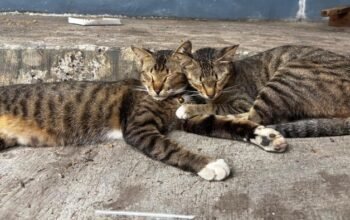 Tragedi Kucing di Blora: Pensiunan ASN Diduga Tendang Hingga Meninggal Dunia