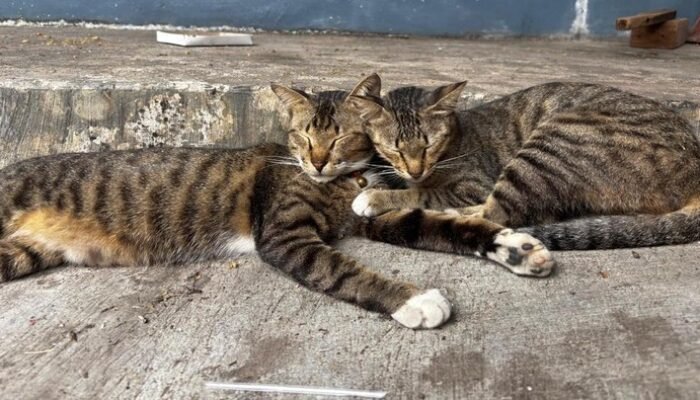 Tragedi Kucing di Blora: Pensiunan ASN Diduga Tendang Hingga Meninggal Dunia