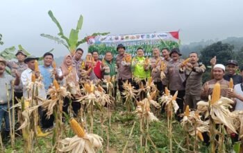 Polisi Bogor Berkontribusi, Panen 1 Ton Jagung untuk Ketahanan Pangan
