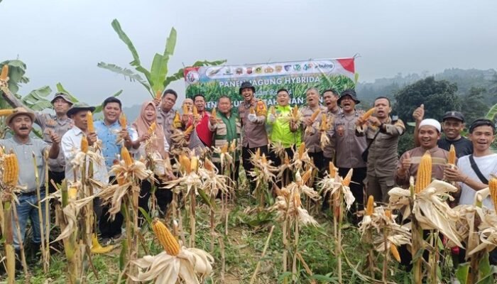 Polisi Bogor Berkontribusi, Panen 1 Ton Jagung untuk Ketahanan Pangan