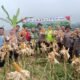 Polisi Bogor Berkontribusi, Panen 1 Ton Jagung untuk Ketahanan Pangan