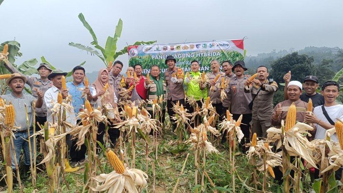 Polisi Bogor Berkontribusi, Panen 1 Ton Jagung untuk Ketahanan Pangan
