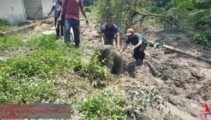 5 Fakta Mengejutkan Anak Gajah Terjebak Septic Tank di Riau, Hingga Kawanan Ngamuk yang Memprihatinkan!