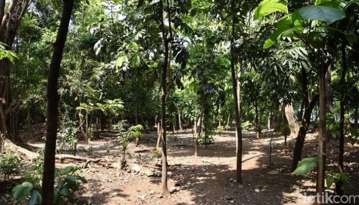 Heboh! Taman Cawang Jadi Lokasi Pesta Asu – Ngeteh Massal