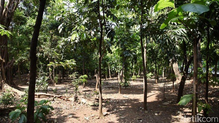 Heboh! Taman Cawang Jadi Lokasi Pesta Asu - Ngeteh Massal