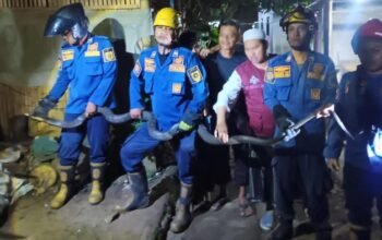 **King Kobra 4 Meter Muncul di Pot Rumah, Warga Bogor Berteriak!**