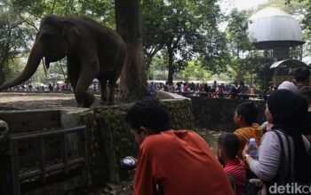 “Hari Libur Lebaran H+1, Taman Margasatwa Ragunan Buka untuk Anda!”