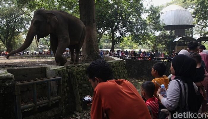 “Hari Libur Lebaran H+1, Taman Margasatwa Ragunan Buka untuk Anda!”